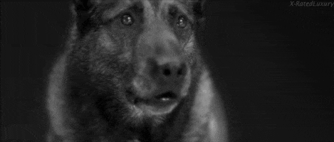 black and white wolf GIF