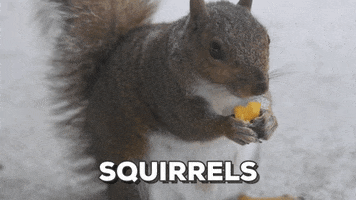squirrel eating GIF