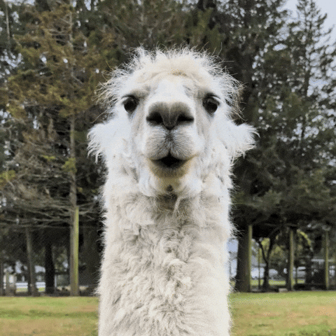 Confused Wait What GIF by Turventur