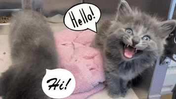 Cat Hello GIF by Peninsula Humane Society & SPCA