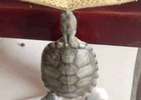 tortoise pullup GIF
