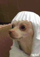Fuck My Life Aww GIF by TikTok Italia Fuck My Life Aww GIF by TikTok Italia