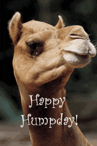 hump day camel pictures mike