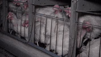 Oikeutta eläimille GIF