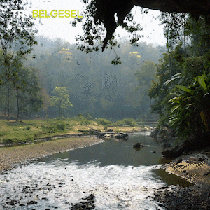River Rainforest GIF by TRT