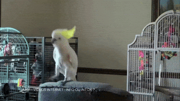 france-3  GIF