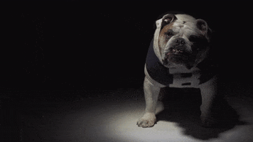 Butler Basketball Bulldog GIF by Butler University