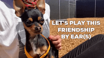 Chihuahua Shelter Dog GIF by Peninsula Humane Society & SPCA