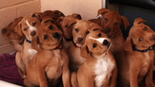 Confused Dog GIF - Find & Share on GIPHY