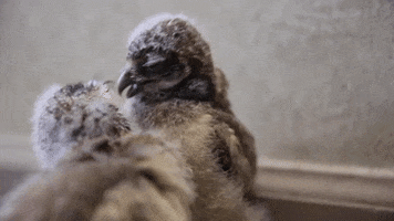Zoo Knoxville GIF