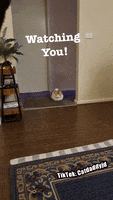 Watching You Fat Cat GIF by STAGEWOLF