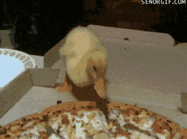 pizza Ducking GIF