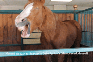 Horse GIF
