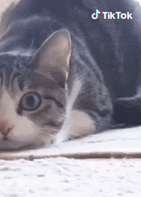Trop Drole Gifs Get The Best Gif On Giphy Trop Drole Gifs Get The Best Gif On Giphy
