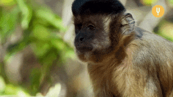 Spy In The Wild Monkey GIF by Curiosity Stream