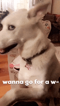 Lets Go Meme Gifs Get The Best Gif On Giphy Lets Go Meme Gifs Get The Best Gif On Giphy