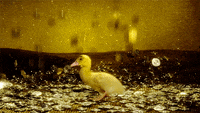 duck tales gold GIF by Digg