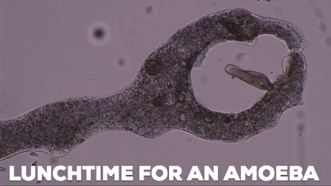 amoeba protist biology diversify
