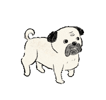 Dog Pug Sticker