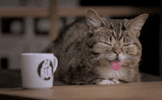 Wake Up Morning GIF by Internet Cat Video Festival