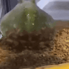 Spinning GIF