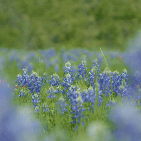 Blue Bonnets Tamu GIF by Texas A&M University