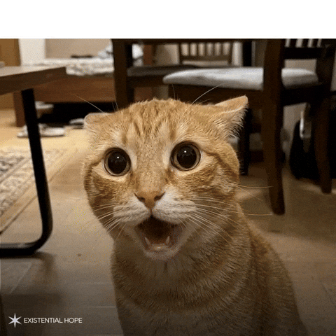 Cat Reaction GIF by Foresight