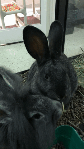 Bunny Siblings GIF by Nebraska Humane Society