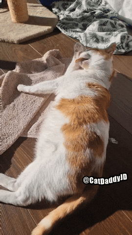 Cute Cat GIF by STAGEWOLF