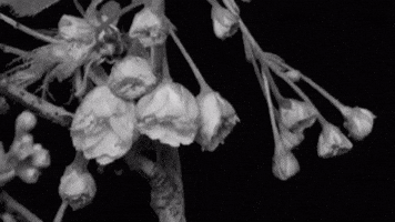 Flower GIF