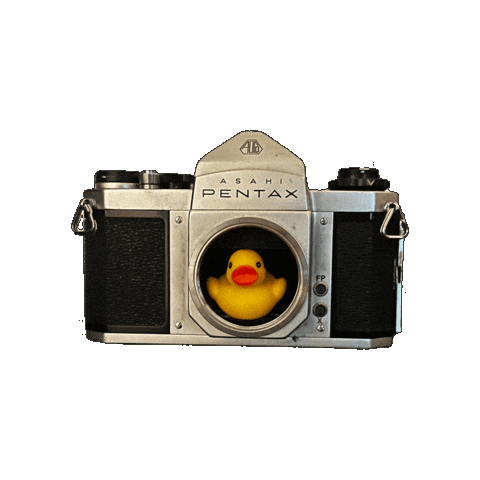 Duck Sticker