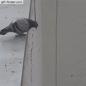 Pigeon-suicide GIFs - Get the best GIF on GIPHY