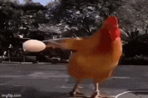Basketball Chicken GIF