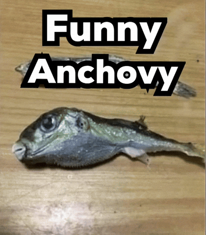 Food Group Fish GIF