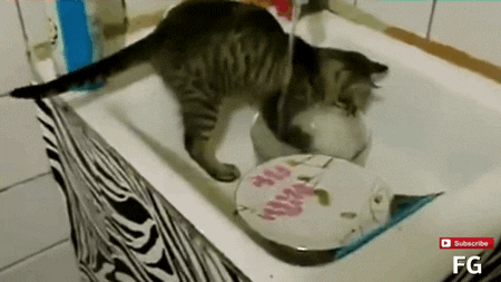 Cat Chores GIF - Find & Share on GIPHY