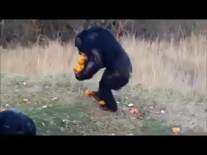monkey stealing a lot of oranges gif