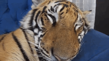 Tiger Waking GIF - Find & Share on GIPHY