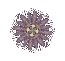 Maypop Sticker