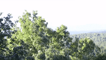 Windy Day High Winds GIF by JC Property Professionals