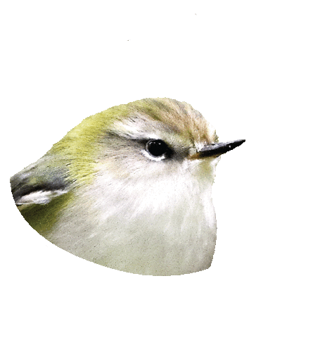 Rifleman Bird Of The Year Sticker by Melissa Boardman