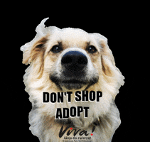 Fundacja_Viva dog dogs doggo adoption GIF