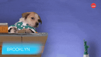 Oscars Puppies GIF by BuzzFeed