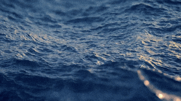 GIF by Niceland Seafood