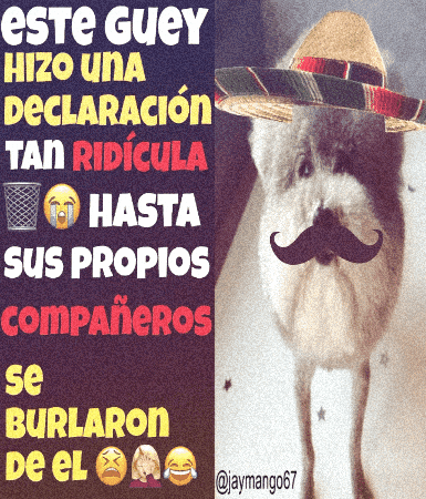 Dog Mexican GIF