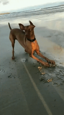 dog GIF by JustViral.Net