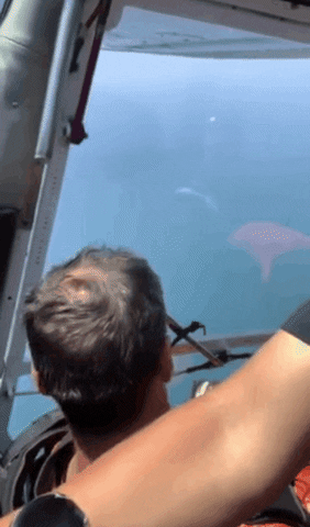 Skydive Tauranga GIF