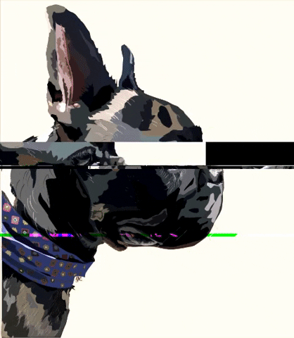 Dog GIF