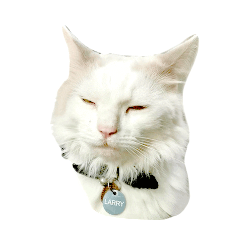 Cat Sticker