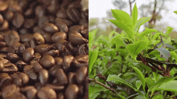 natgeochannel coffee national geographic coffee beans GIF