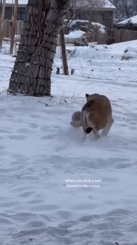 Snow Lion GIF by Storyful
